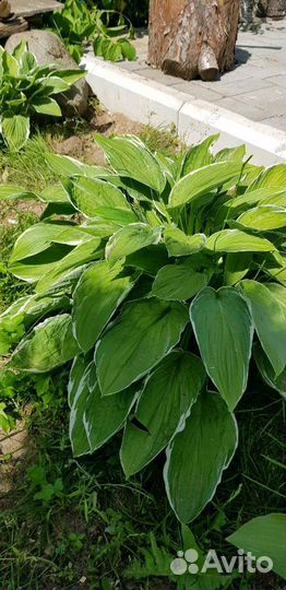 Хоста.Много видов.Есть редкие