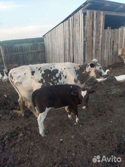 Коровы и телки стельные