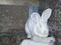 Крольчата фландр-белый великан