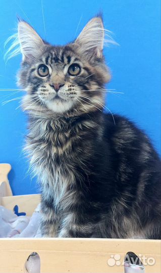 Котята мейнкуна