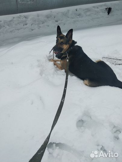 Восточноевропейская овчарка