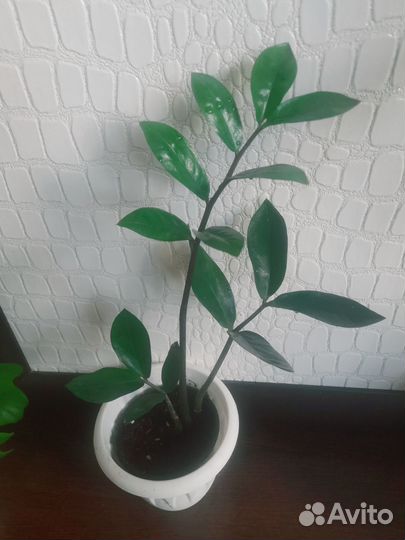 Филодендрон, замиокулькас,алоказия