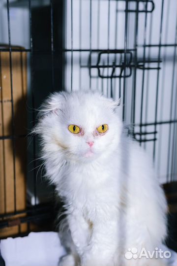 Красавица Пудра, чисто белая, стерилизованная