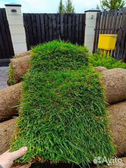 Рулонный газон для нашего климата