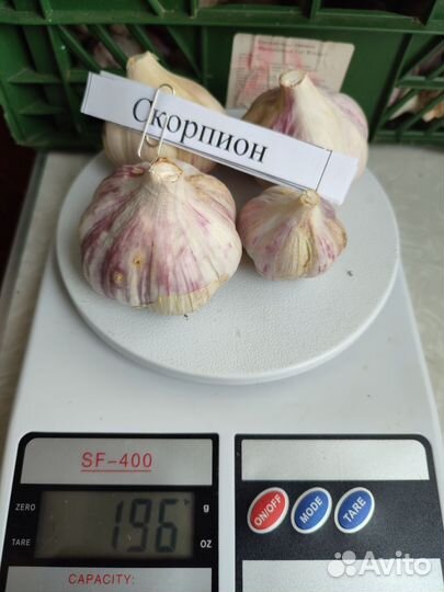 Озимый чеснок на посадку