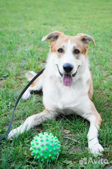 Отличный молодой пес Бимка в дар 1 год