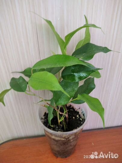 Комнатные цветы. Фикус бенджамина