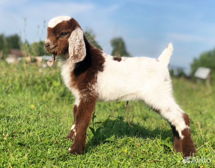 Карликовые козы