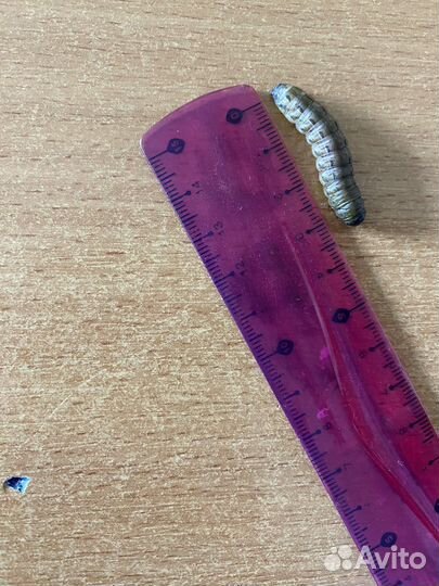 Живая гусеница обыкновенная