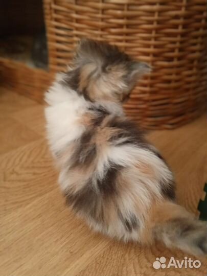 Плюшевые котята