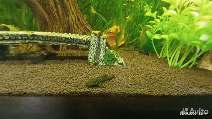 Сомики анциструсы