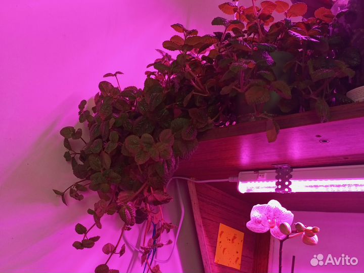 Фиалка, церопегия Вуди вариегатная, аглаонема