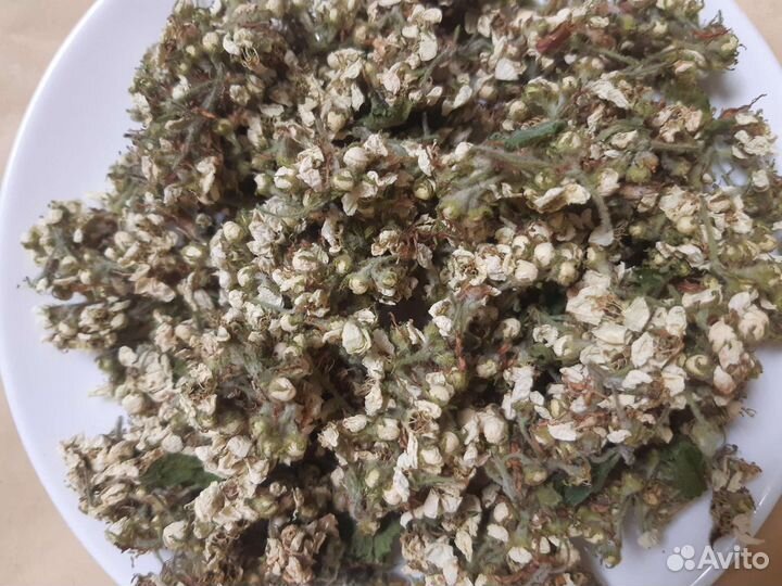 Боярышник цветы, Вероника дубравная