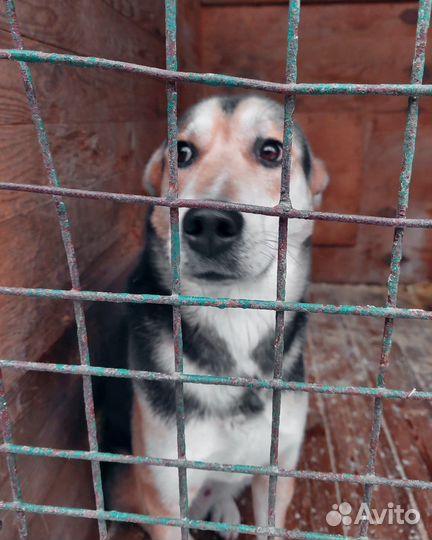 Подарите дом трогательному Патрику