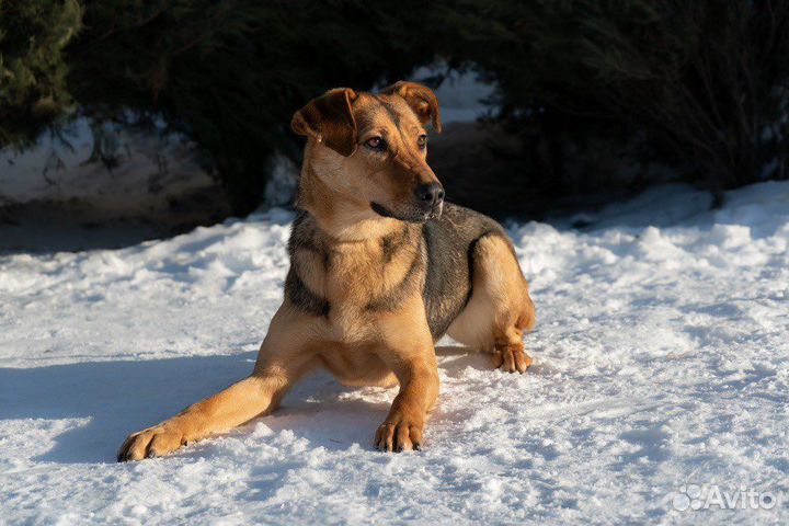 Собака в добрые руки