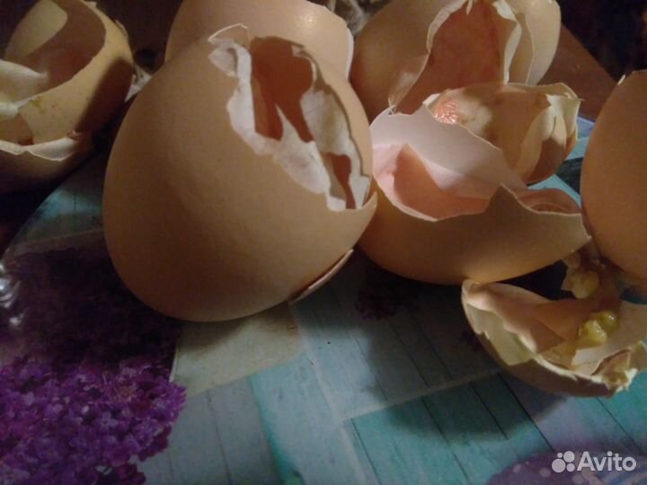 Бройлер Кобб-500/Росс-308