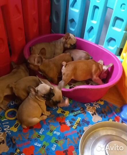 Яркие щенки Французский бульдог