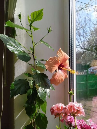 Гибискус китайская роза