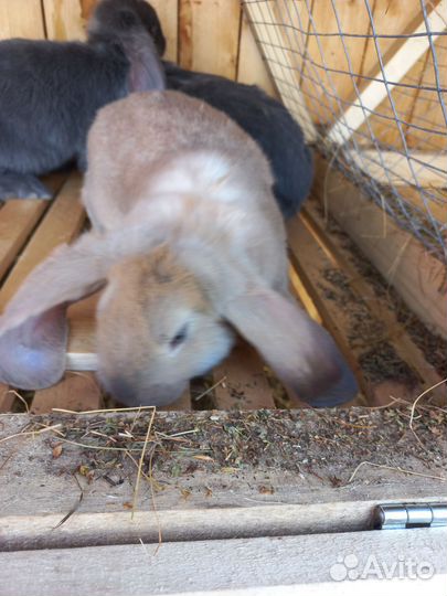 Кролик французский баран