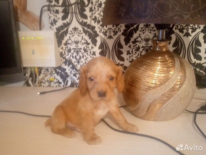 Собака русский спаниэль