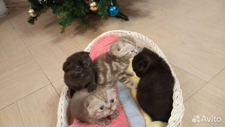 Шотландские котята