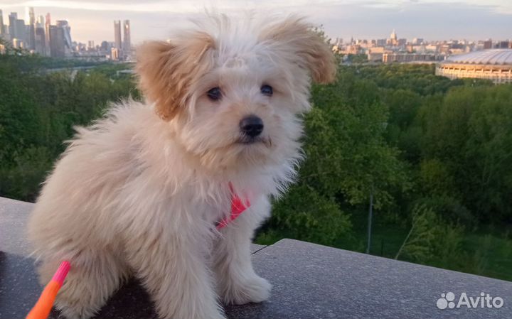 Щенок пудель шпиц