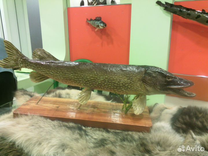 Чучело щуки 10 кг