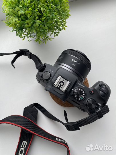 Canon EOS RP + Canon RF 50mm F1.8 STM