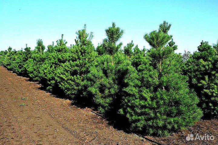 Высокая сосна на участок