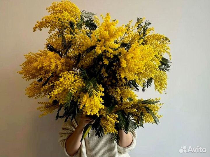 Мимоза оптом от производителя