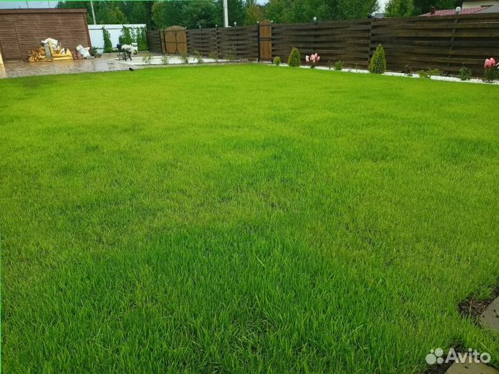 Семена газонной травы