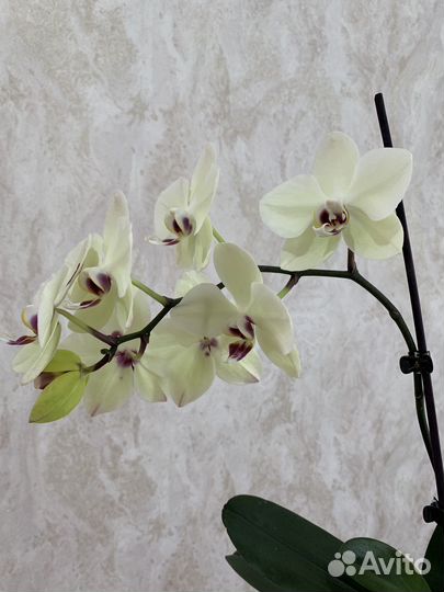 Орхидея фаленопсис