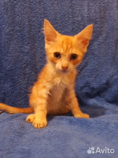 Рыжий котенок мальчик в дар