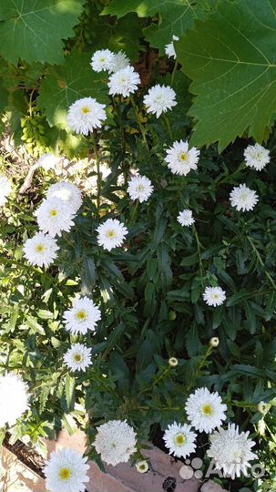 Ромашка махровая