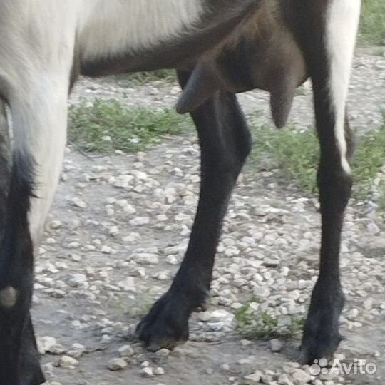 Дойные, покрытые козы