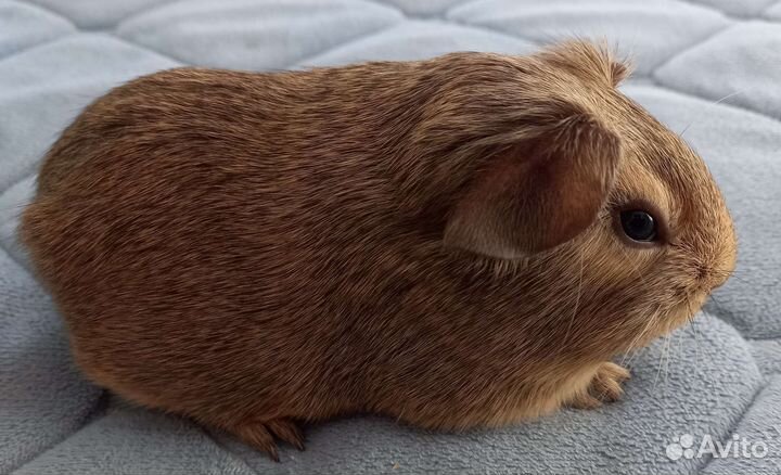 Морская свинка болдуин