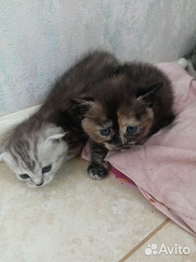 Котята от британской кошки