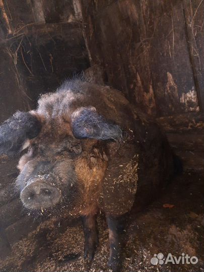 Хряк мангал