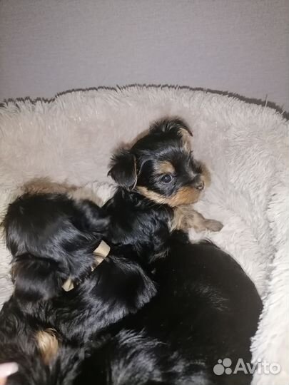 Йоркширский терьер