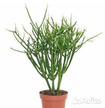 Euphorbia, Молочай, Эуфорбия, 25 видов, семена