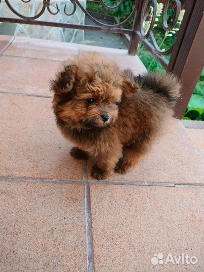 Маленькая собачка