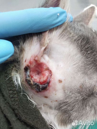 Ветеринарный врач на дом