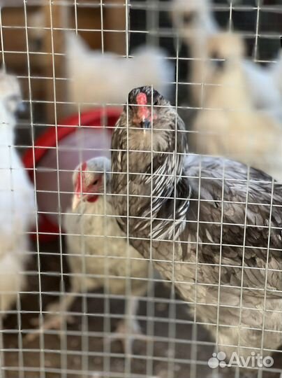 Курятник зимний