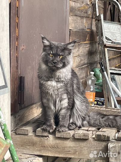 Мейн-кун вязка