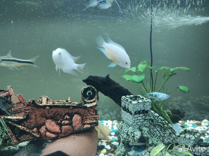 Чернополосые цихлозомы пара (альбиносы)