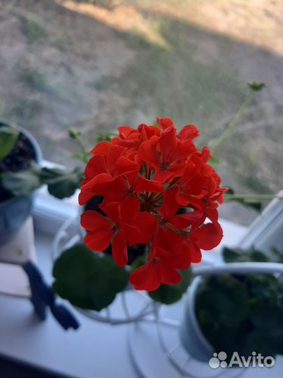 Пеларгония герань