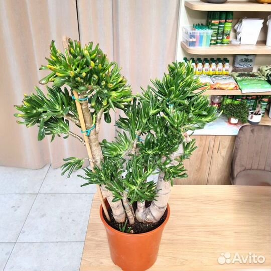 Крассула овата хоббит