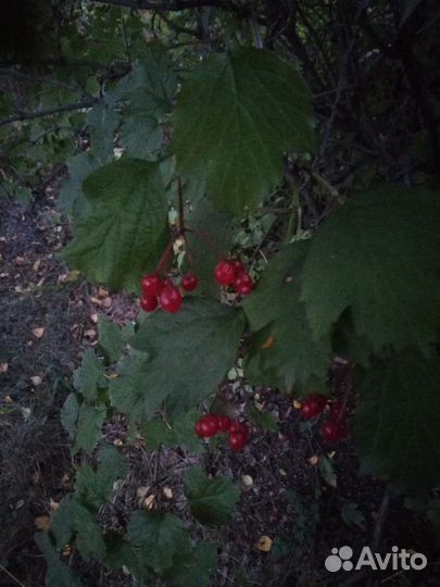 Саженцы деревьев и кустарников