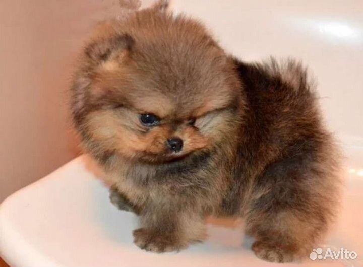 Продаются мини и микро щенки шпица