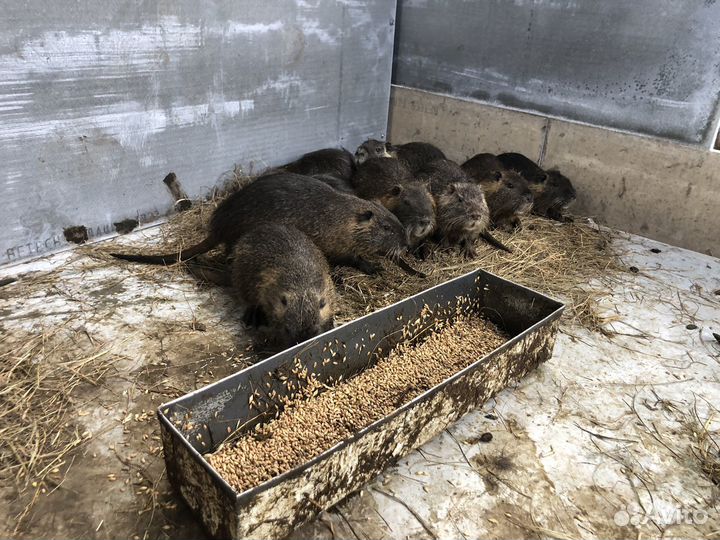 Нутрии на племя